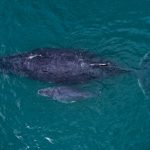 Aberta a temporada 2024 de observação de baleias e golfinhos em Ilhabela - Avistamento de cetáceos em Ilhabela