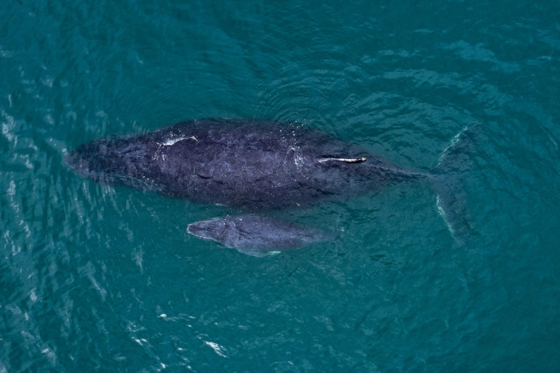 Aberta a temporada 2024 de observação de baleias e golfinhos em Ilhabela - Avistamento de cetáceos em Ilhabela